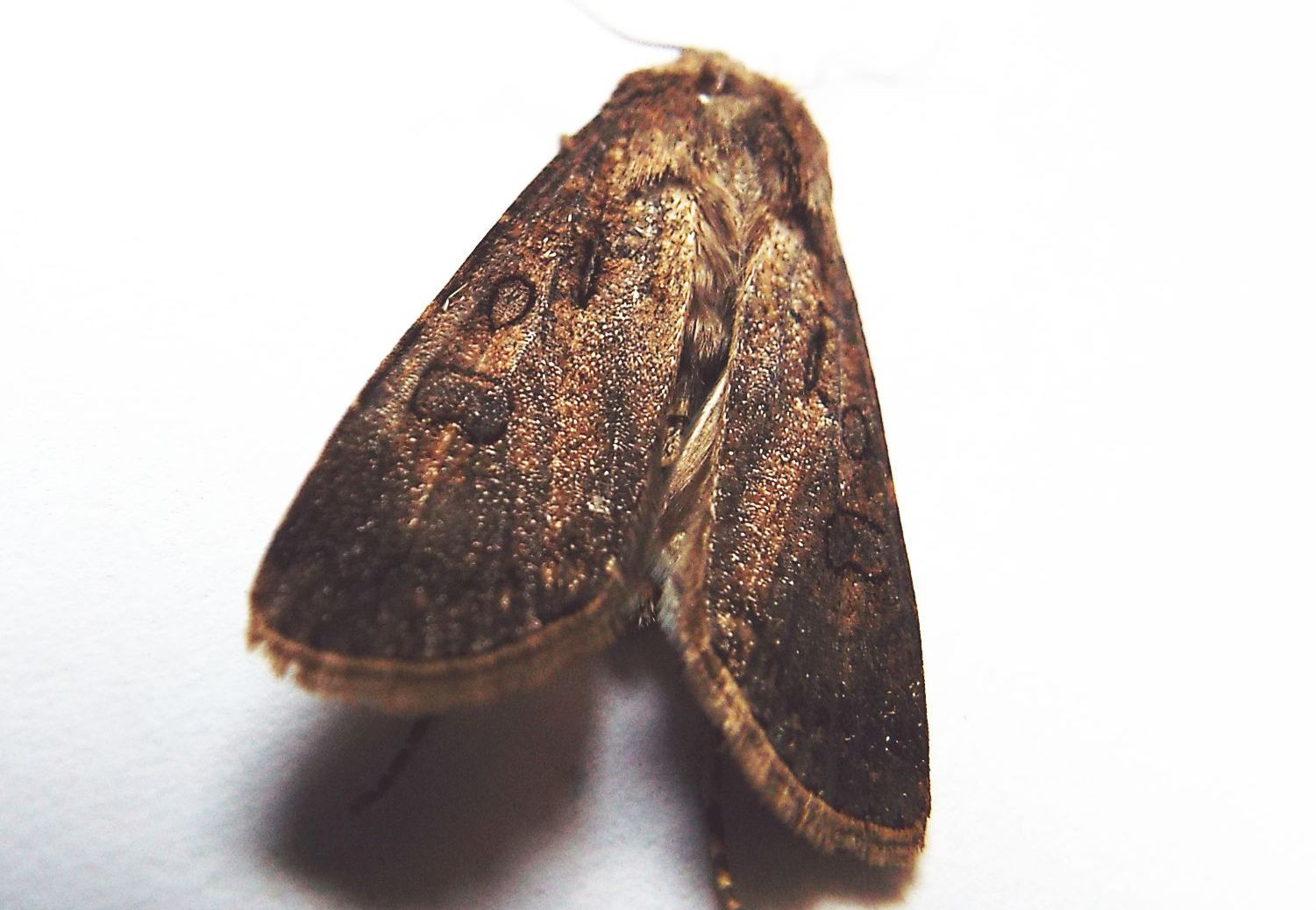 Rhyacia simulans (Noctuidae) ??  No, Agrotis cfr. clavis