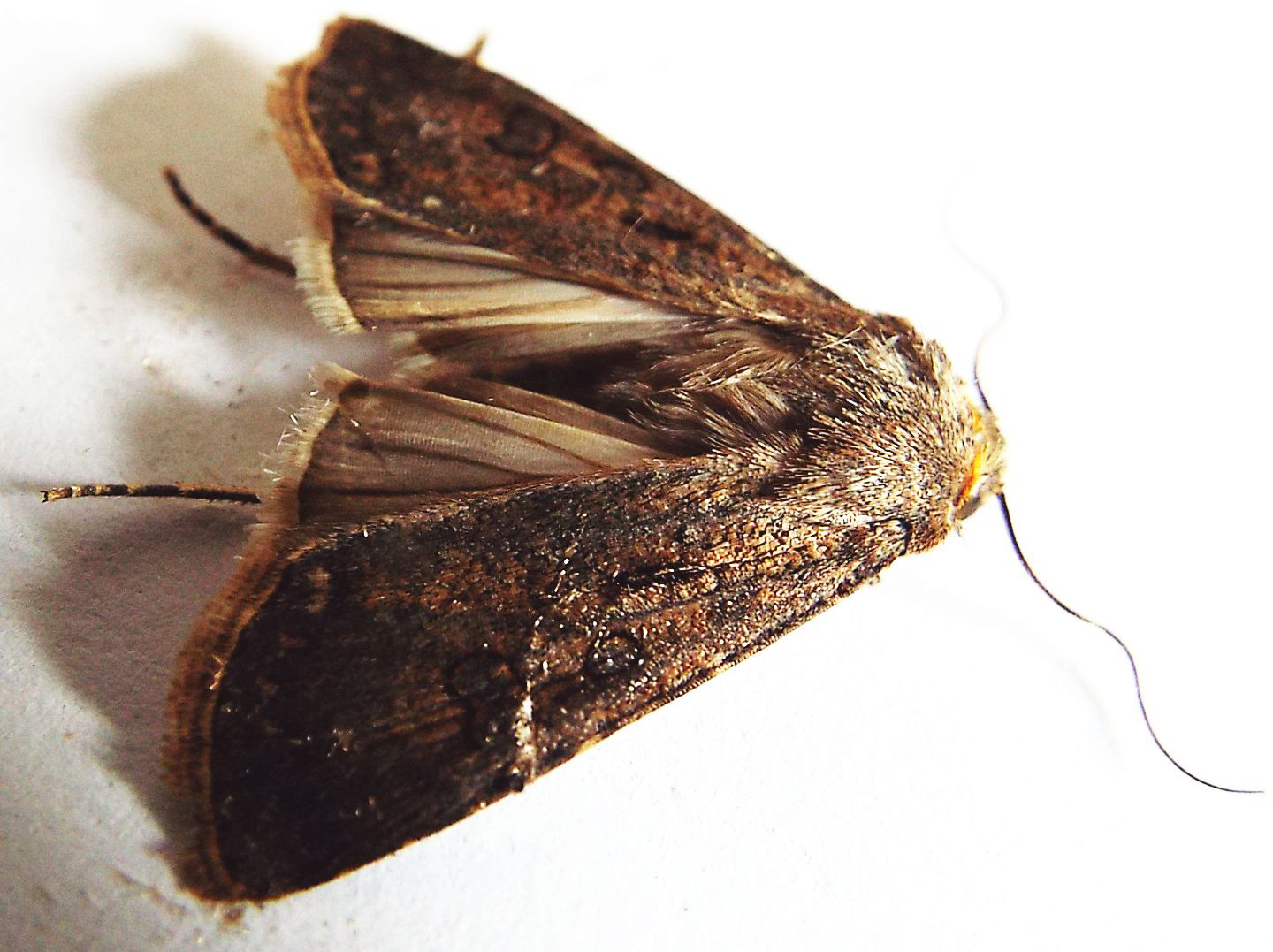 Rhyacia simulans (Noctuidae) ??  No, Agrotis cfr. clavis