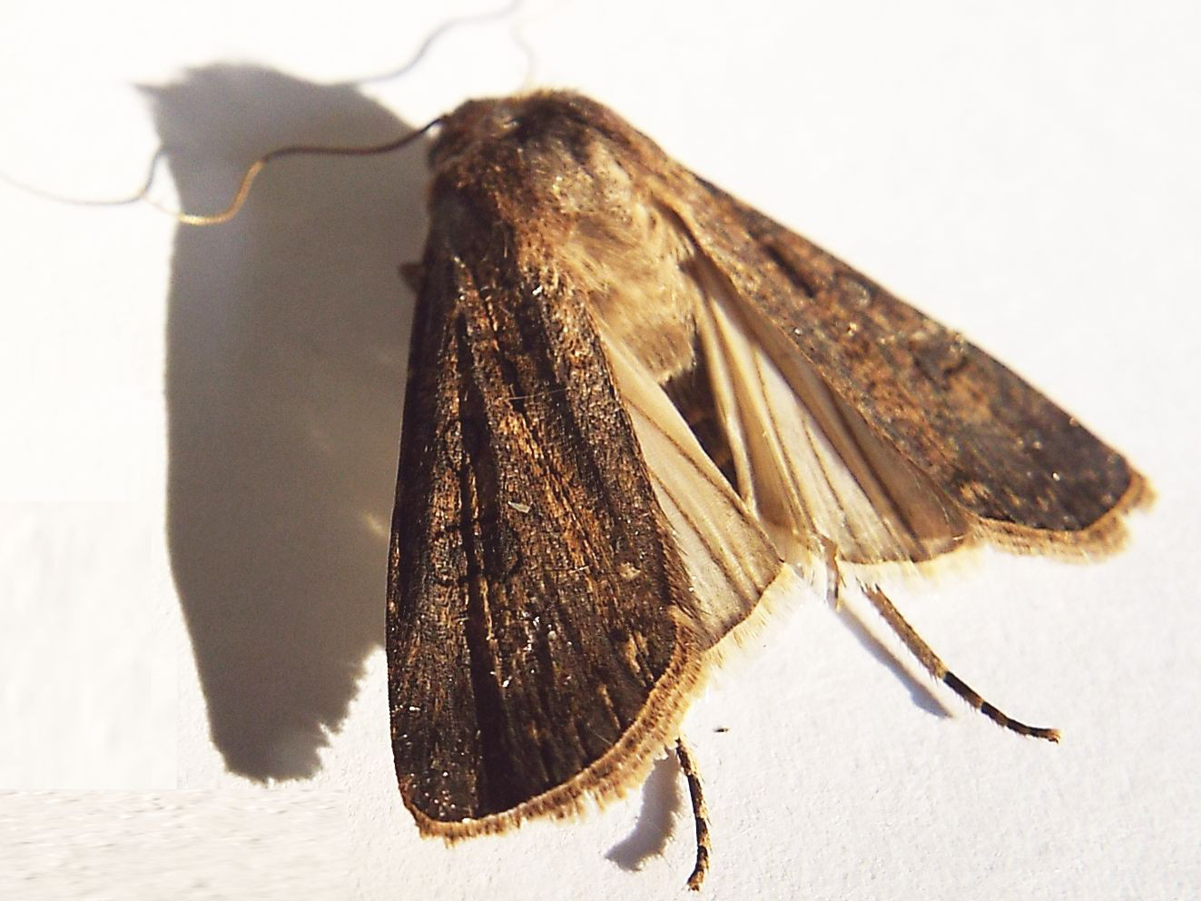 Rhyacia simulans (Noctuidae) ??  No, Agrotis cfr. clavis