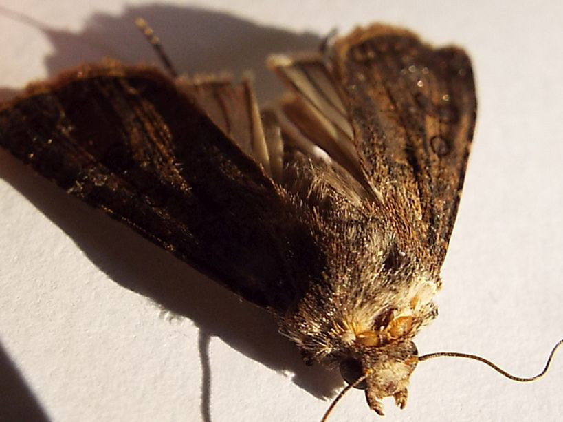 Rhyacia simulans (Noctuidae) ??  No, Agrotis cfr. clavis