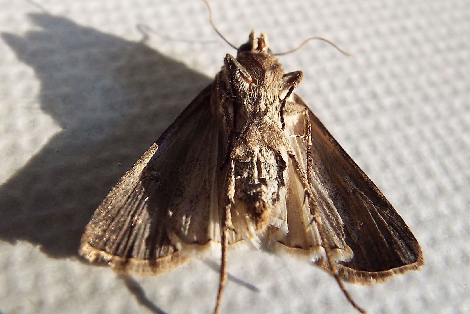 Rhyacia simulans (Noctuidae) ??  No, Agrotis cfr. clavis