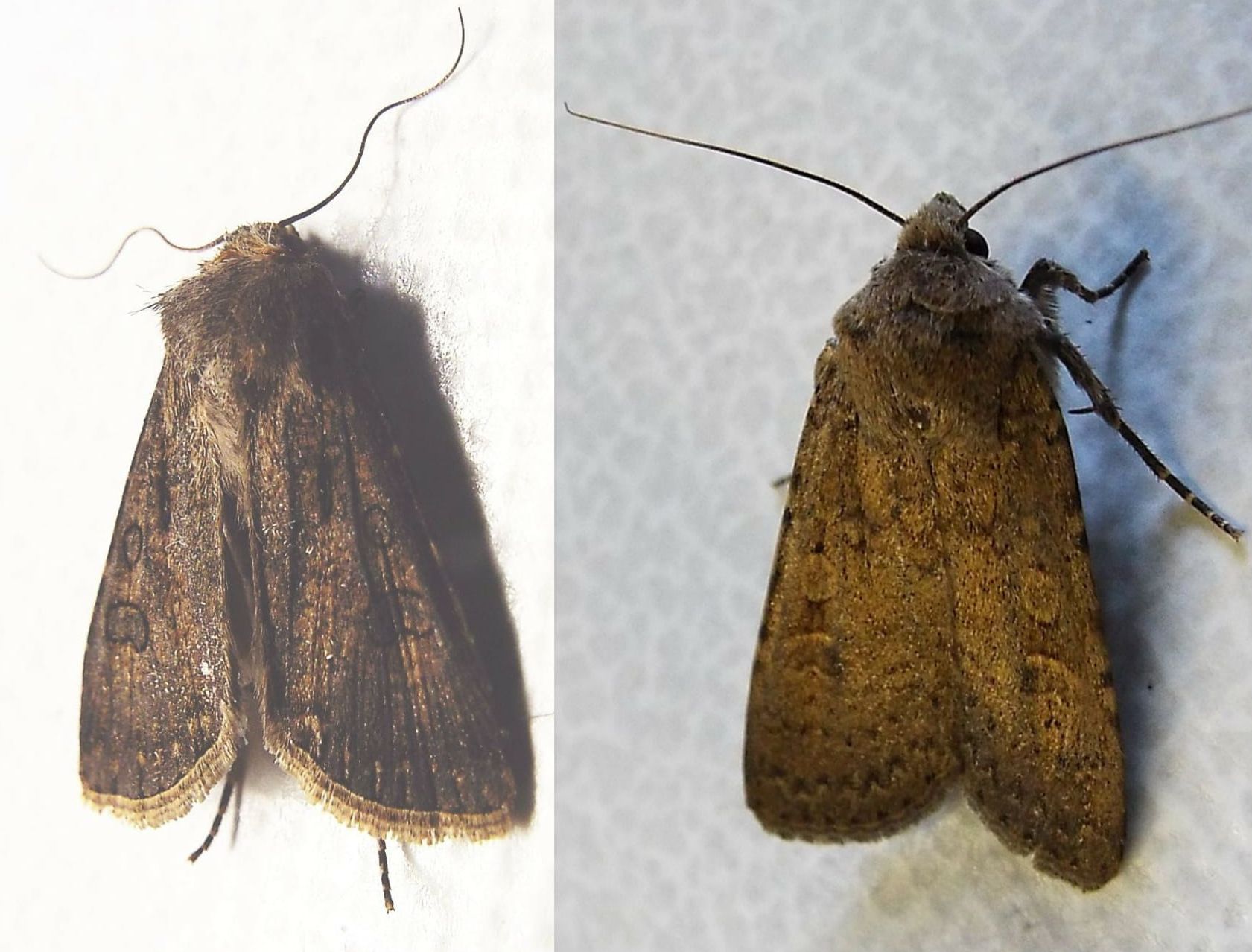 Rhyacia simulans (Noctuidae) ??  No, Agrotis cfr. clavis