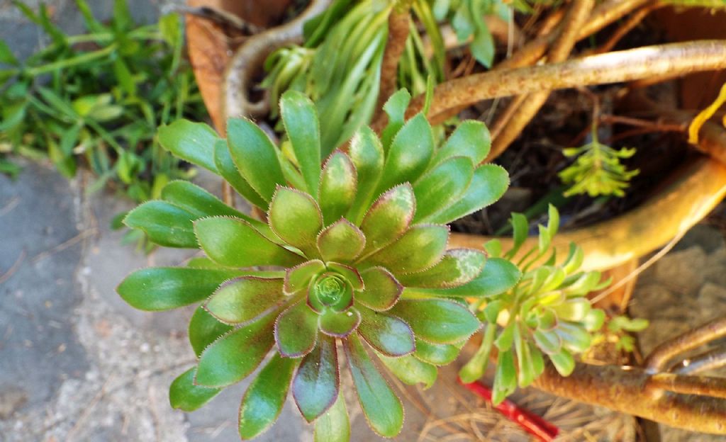 Aeonium sp. (Crassulaceae)