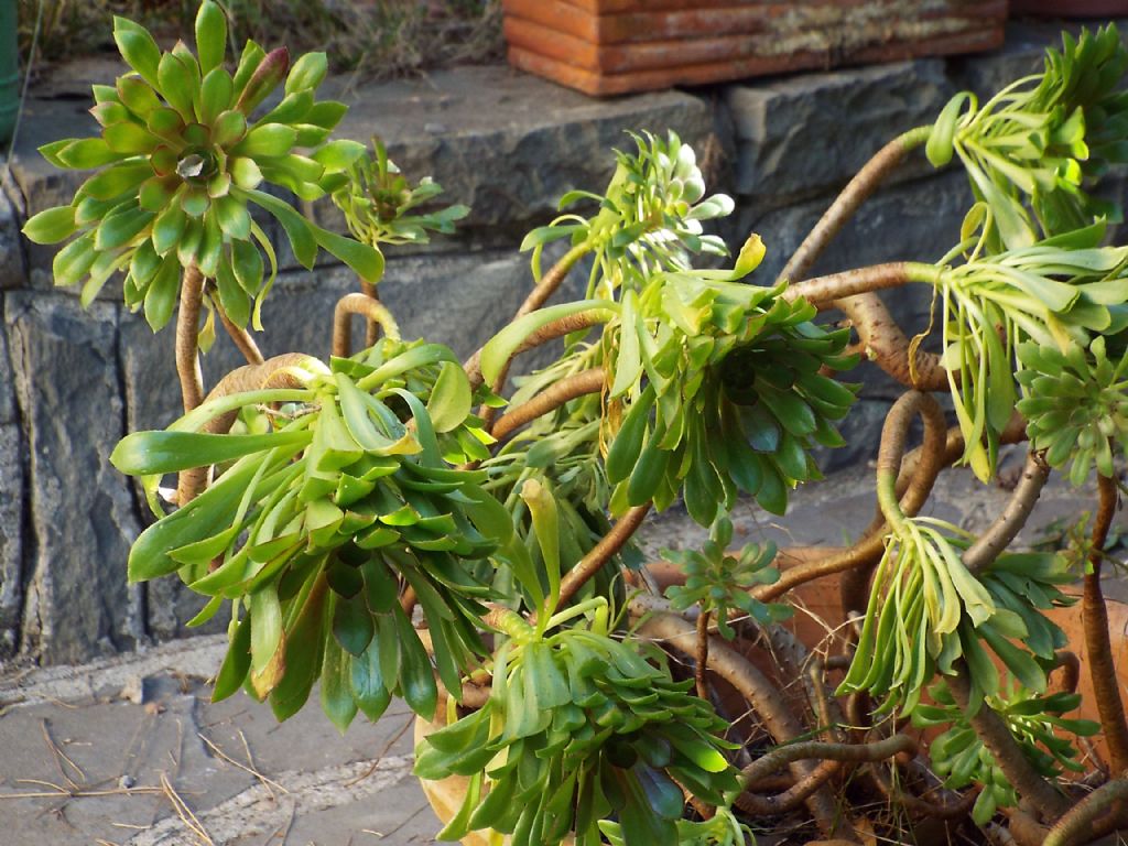 Aeonium sp. (Crassulaceae)