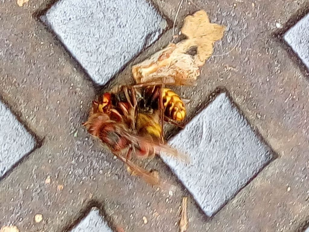 Due calabroni (Vespa crabro) in lotta