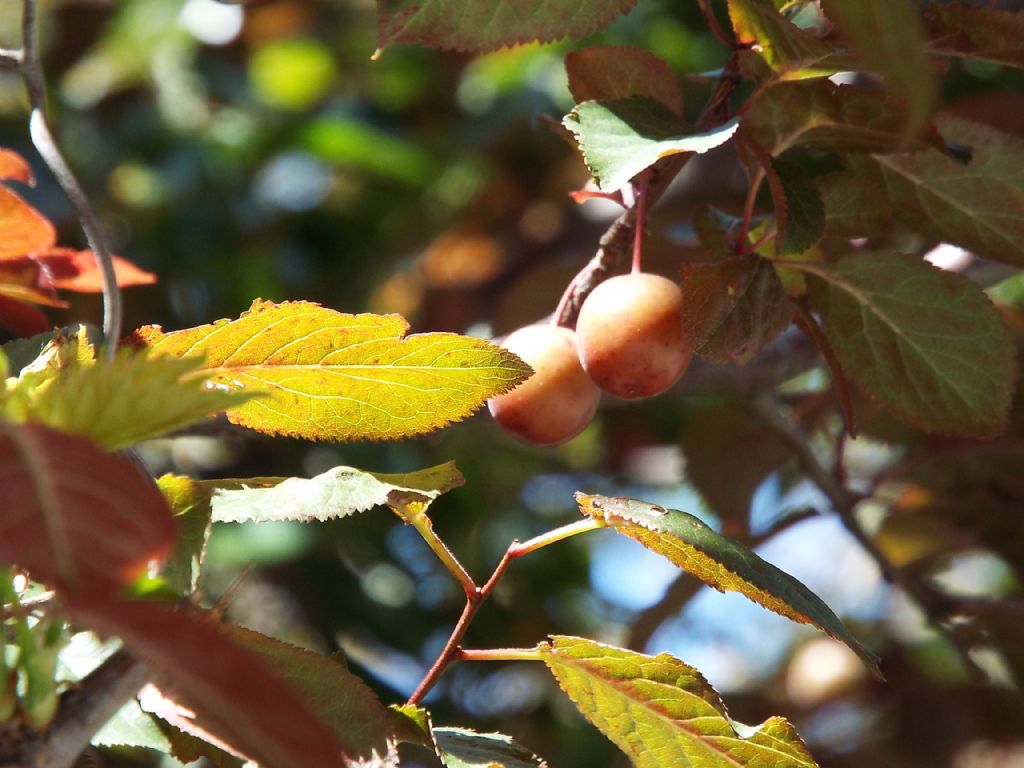 Che frutti sono? Prunus cerasifera