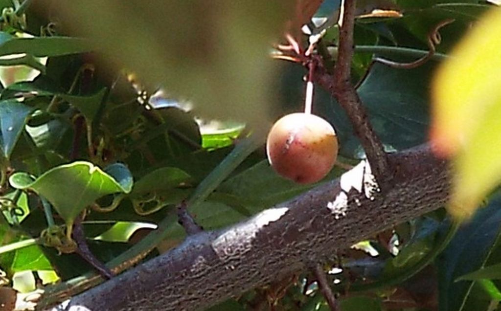 Che frutti sono? Prunus cerasifera