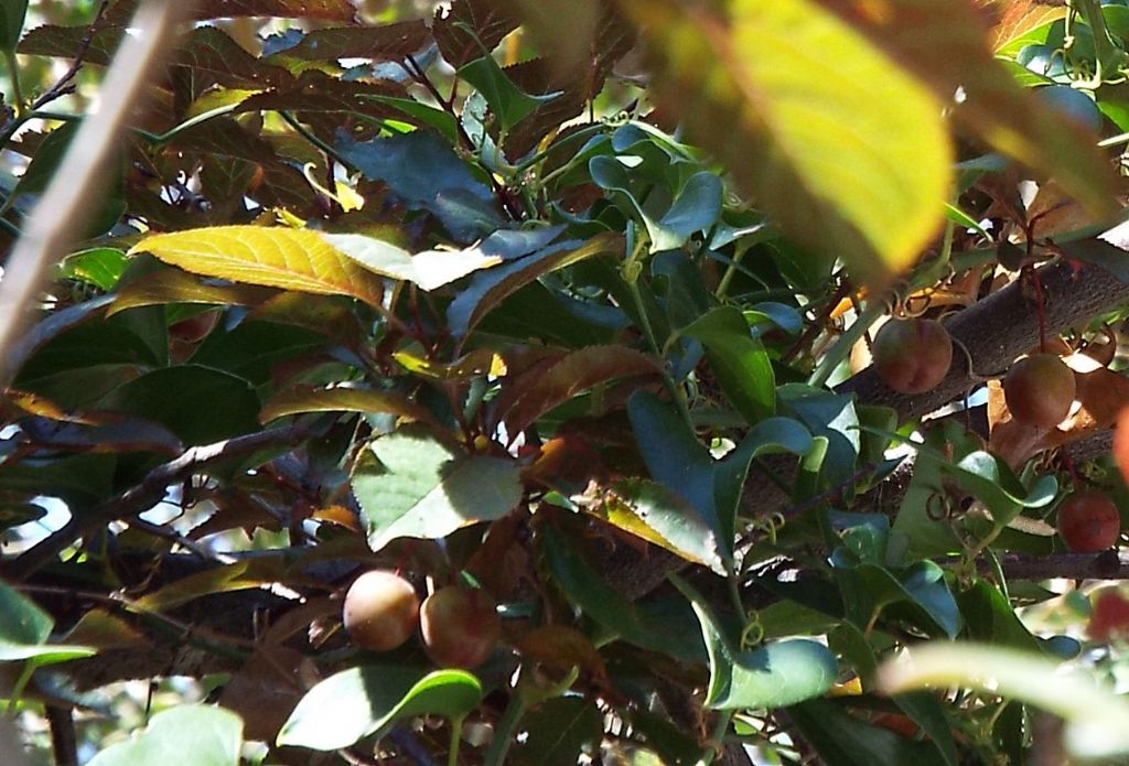 Che frutti sono? Prunus cerasifera