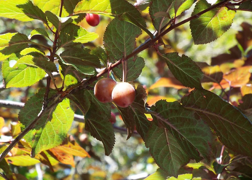 Che frutti sono? Prunus cerasifera