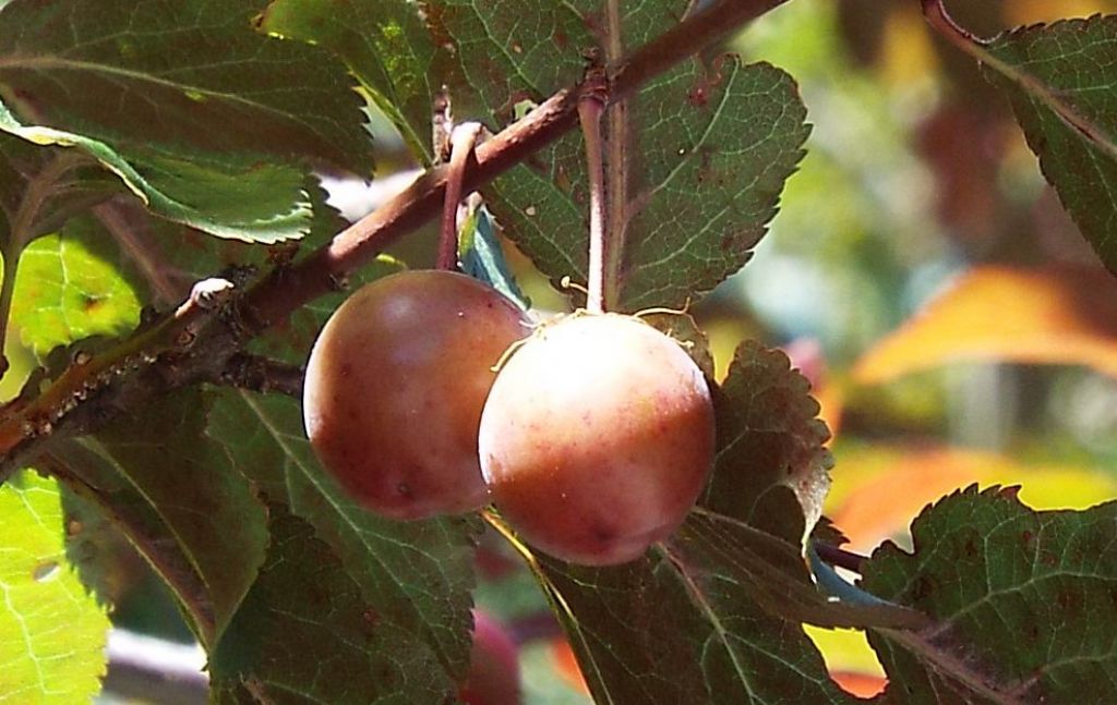 Che frutti sono? Prunus cerasifera