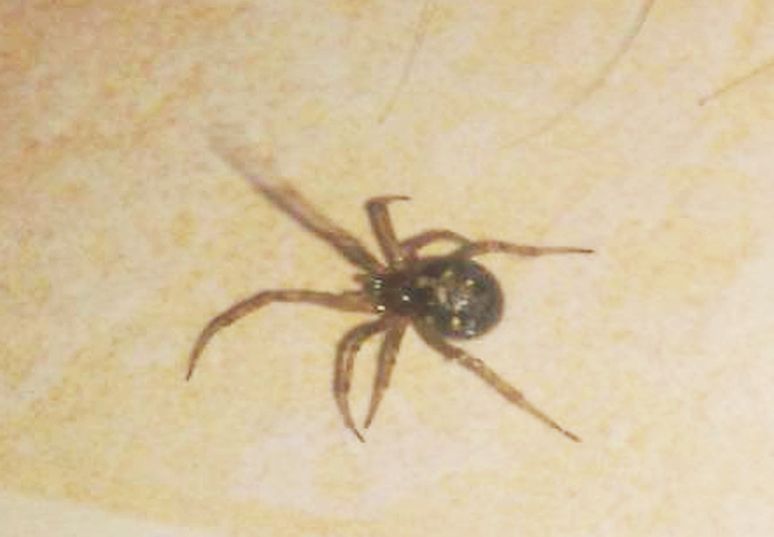 Steatoda triangulosa - Gorizia