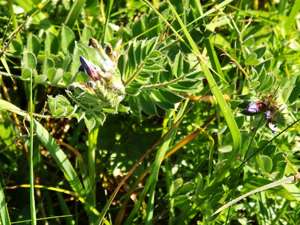 Fabacea da identificare