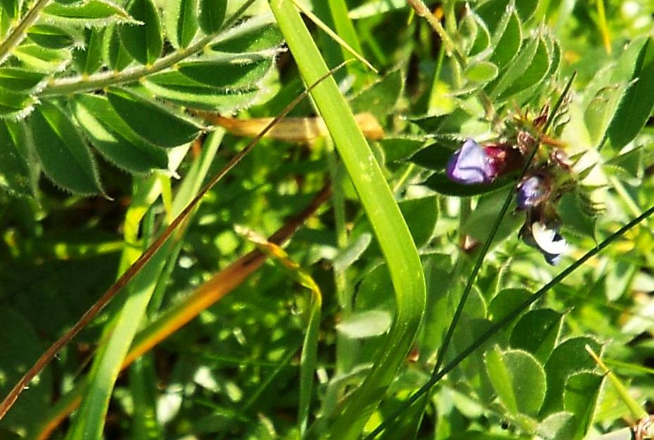 Fabacea da identificare