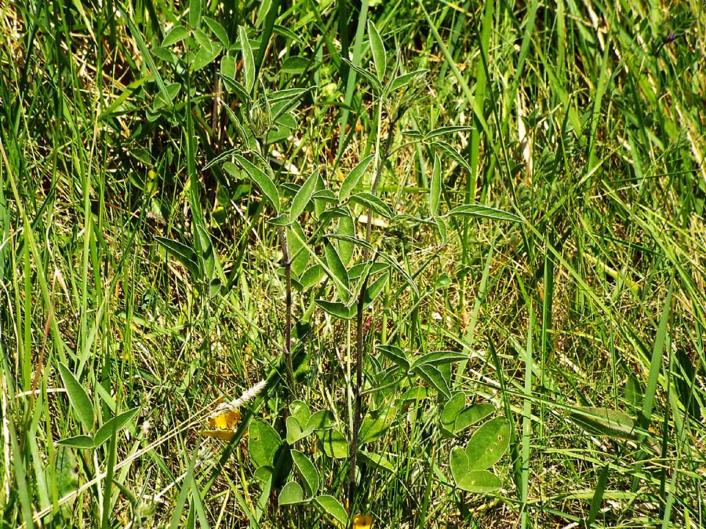 Bituminaria bituminosa (Fabaceae)