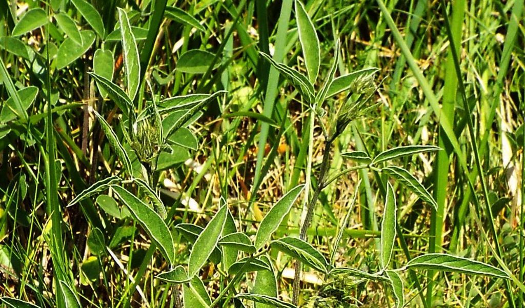 Bituminaria bituminosa (Fabaceae)