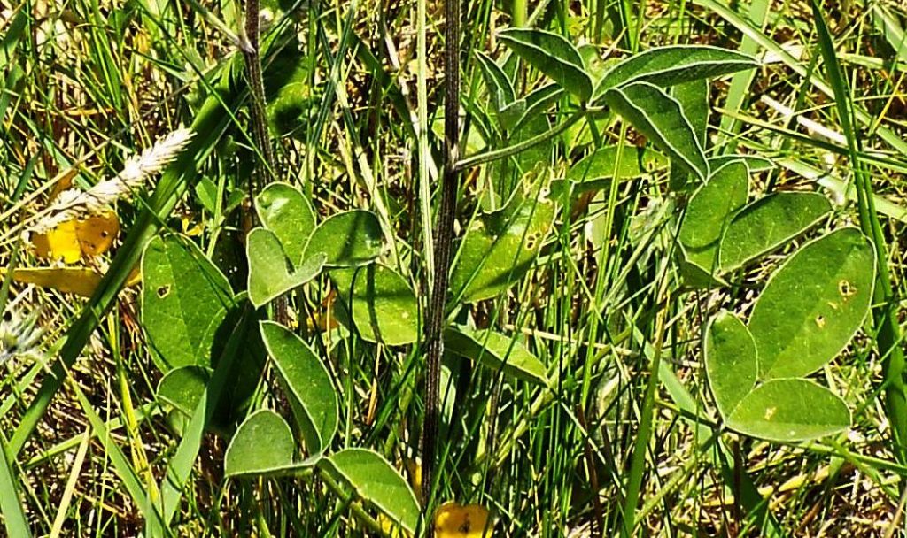 Bituminaria bituminosa (Fabaceae)