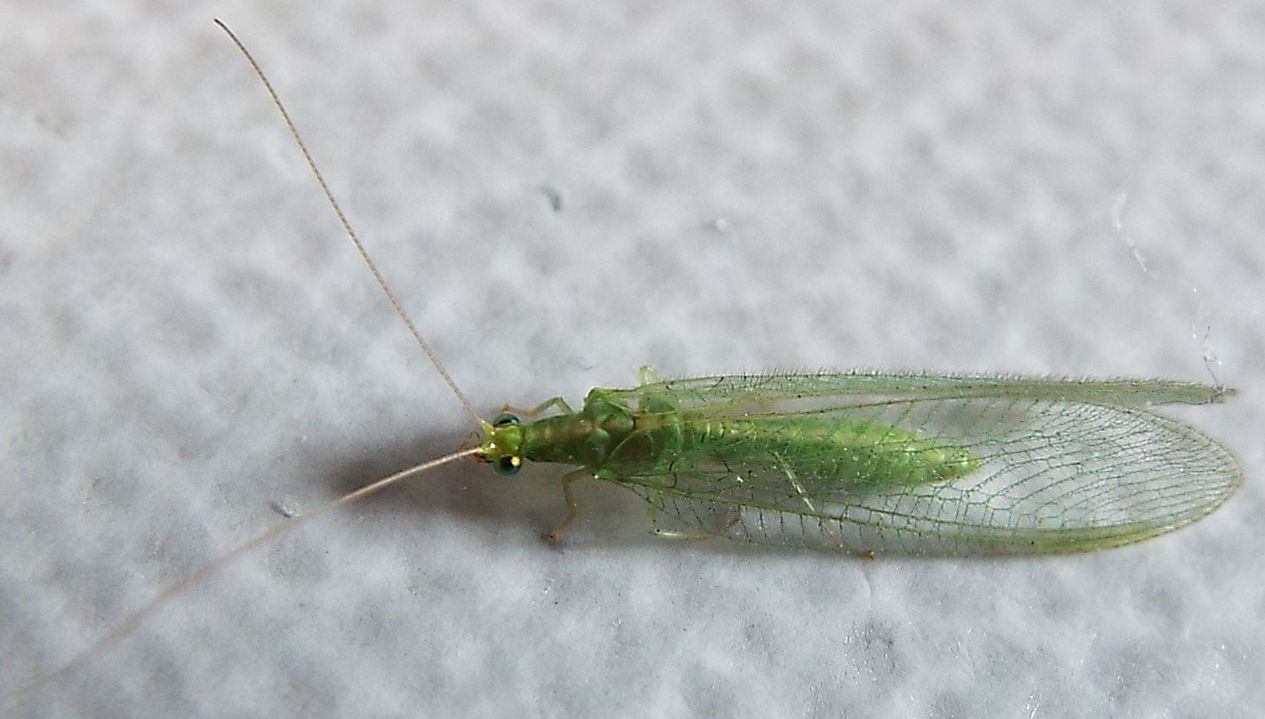 Chrysopidae: Chrysoperla pallida