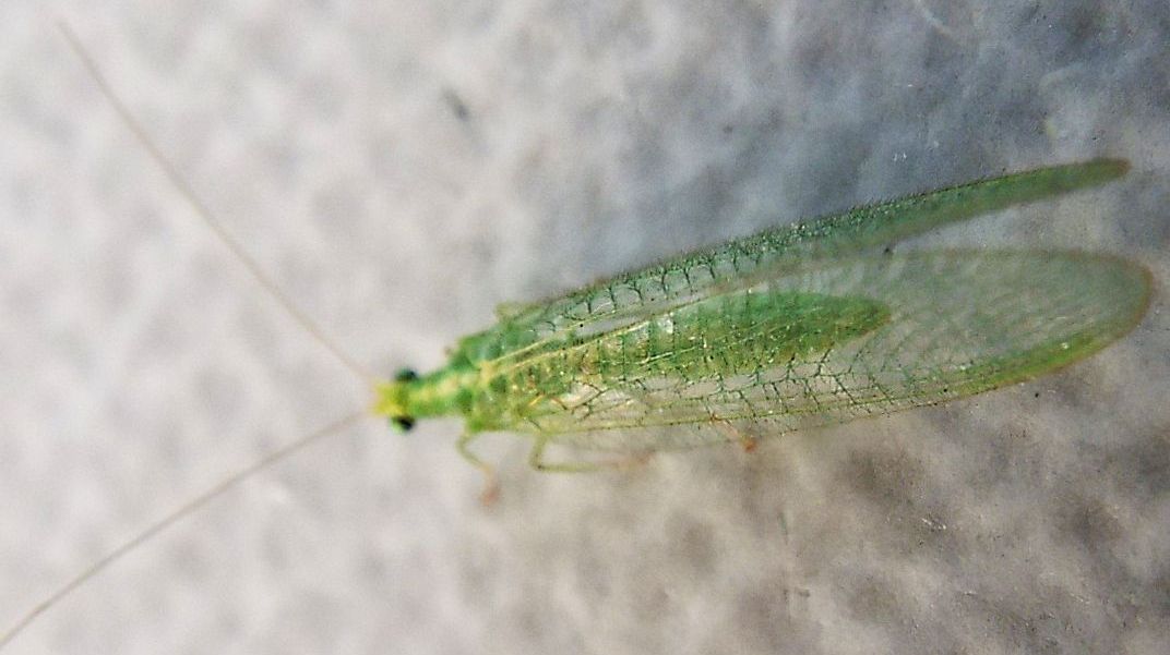 Chrysopidae: Chrysoperla pallida