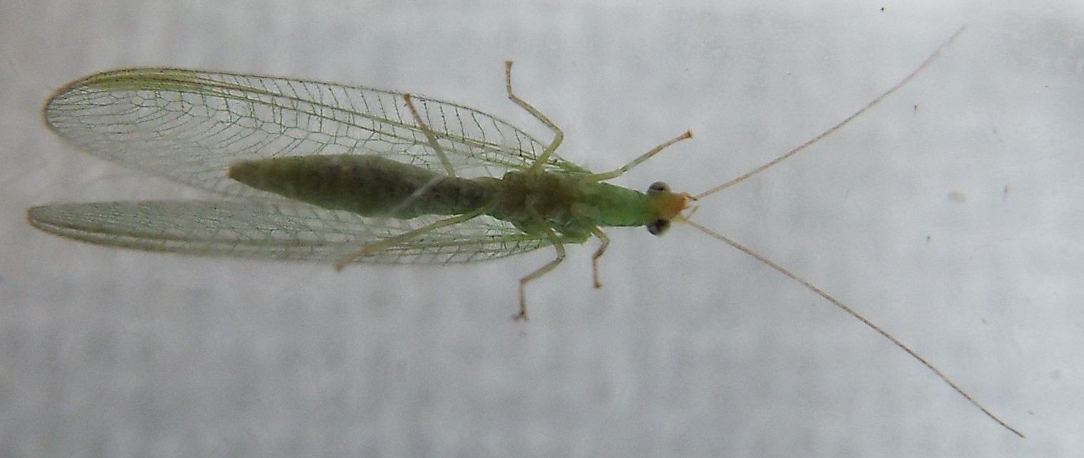 Chrysopidae: Chrysoperla pallida