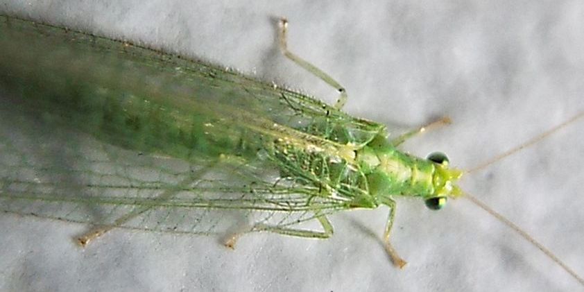 Chrysopidae: Chrysoperla pallida