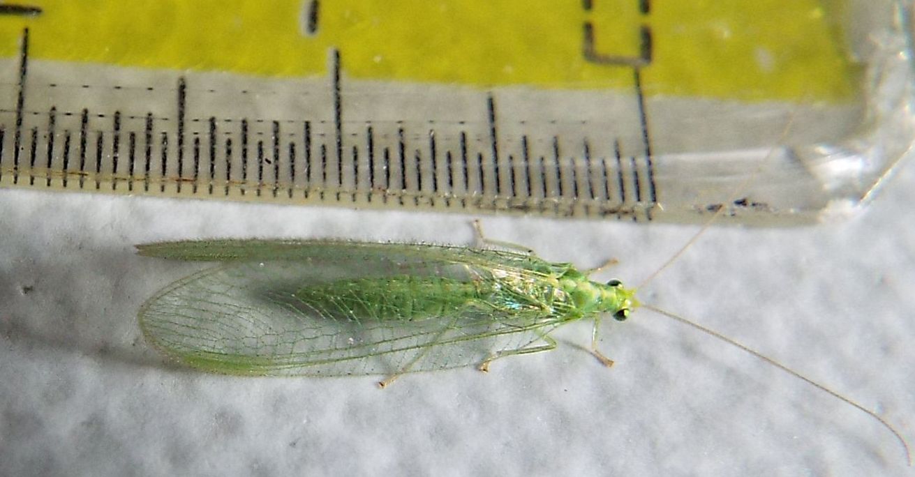 Chrysopidae: Chrysoperla pallida