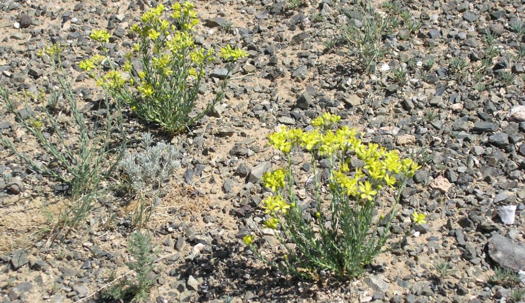 dalla Mongolia: Haplophyllum davuricum (Rutaceae)