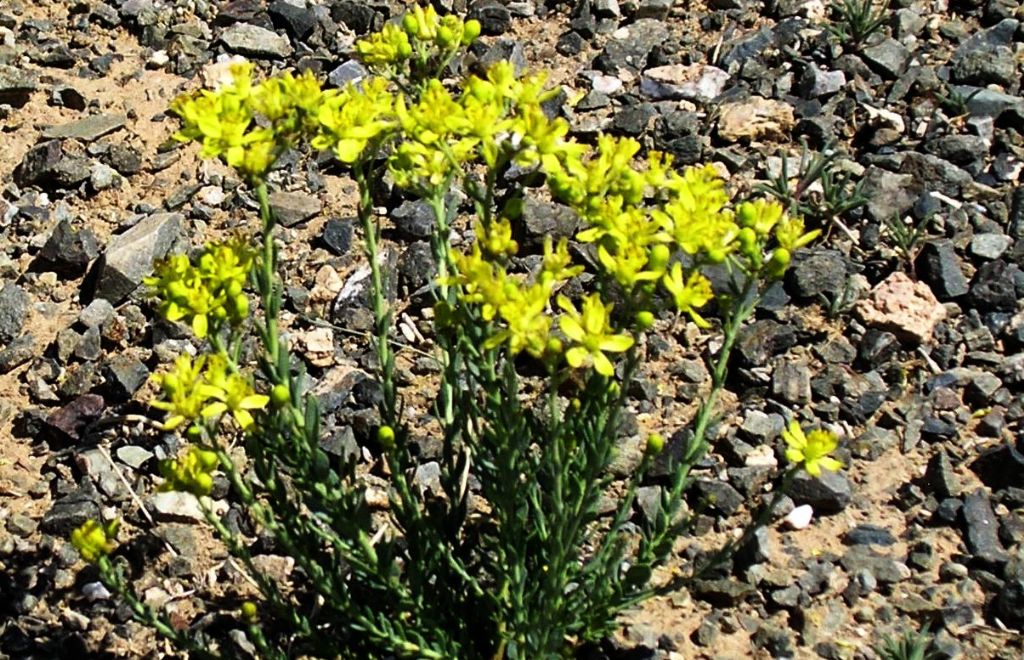 dalla Mongolia: Haplophyllum davuricum (Rutaceae)