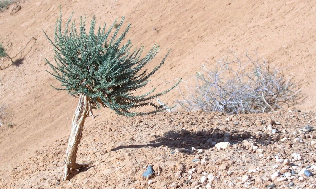 Pianticella dalla Mongolia