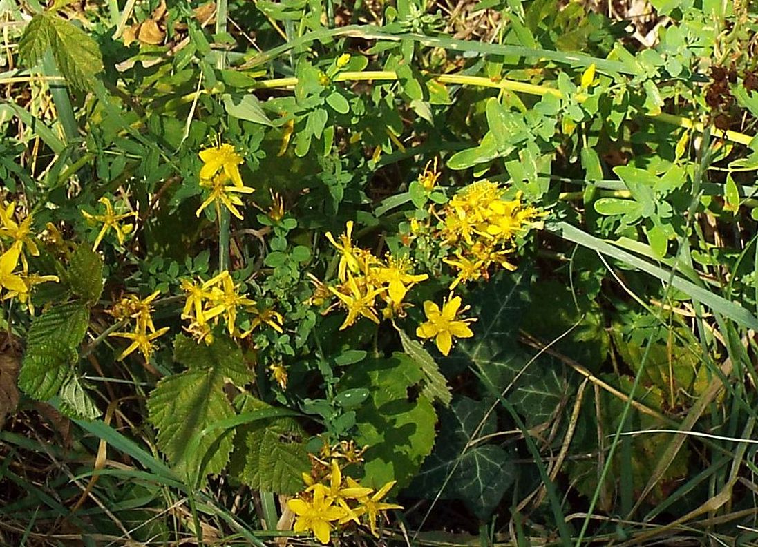 Quale iperico?     Hypericum perforatum