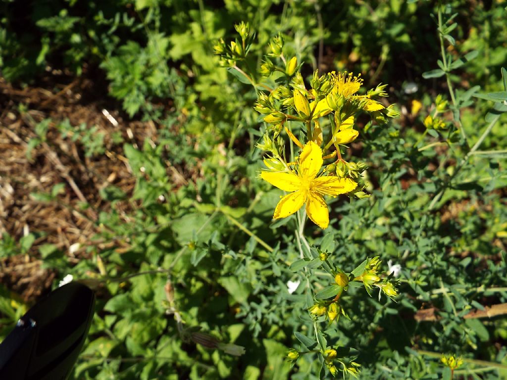 Quale iperico?     Hypericum perforatum