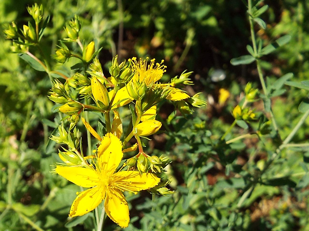 Quale iperico?     Hypericum perforatum