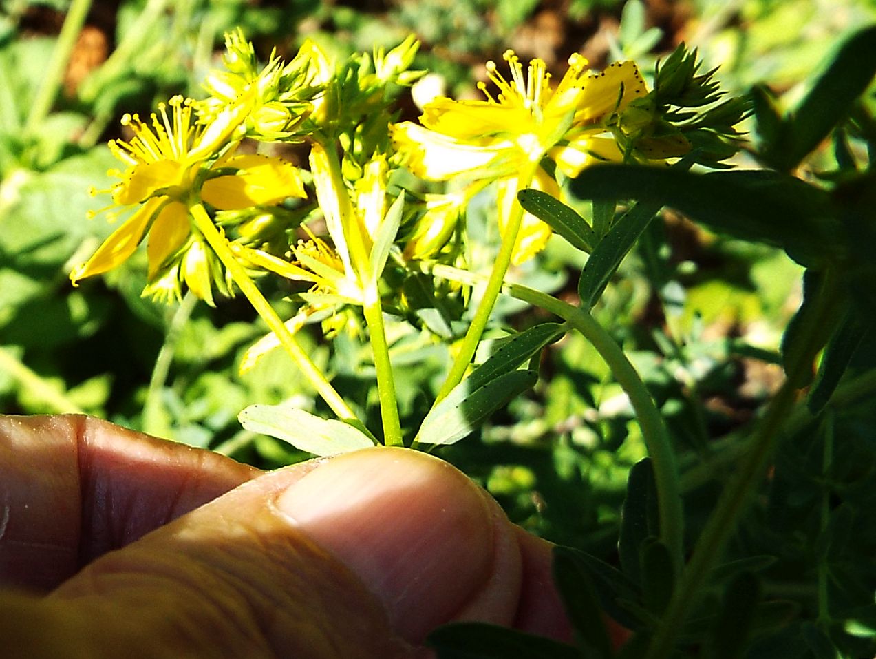 Quale iperico?     Hypericum perforatum