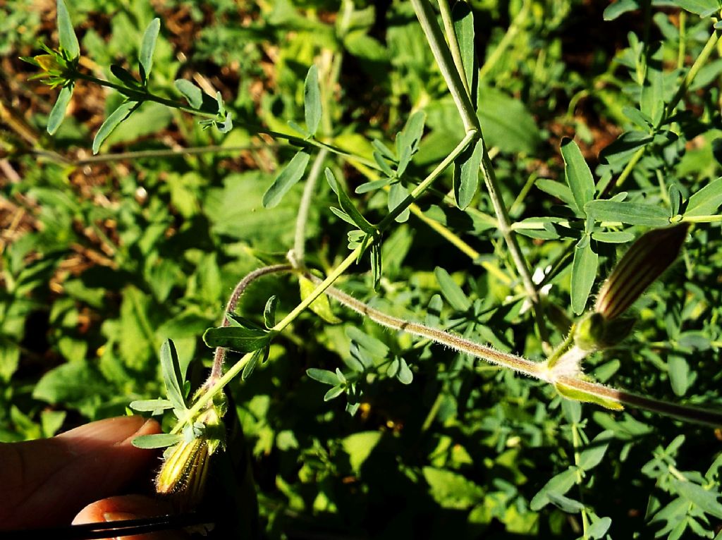 Quale iperico?     Hypericum perforatum