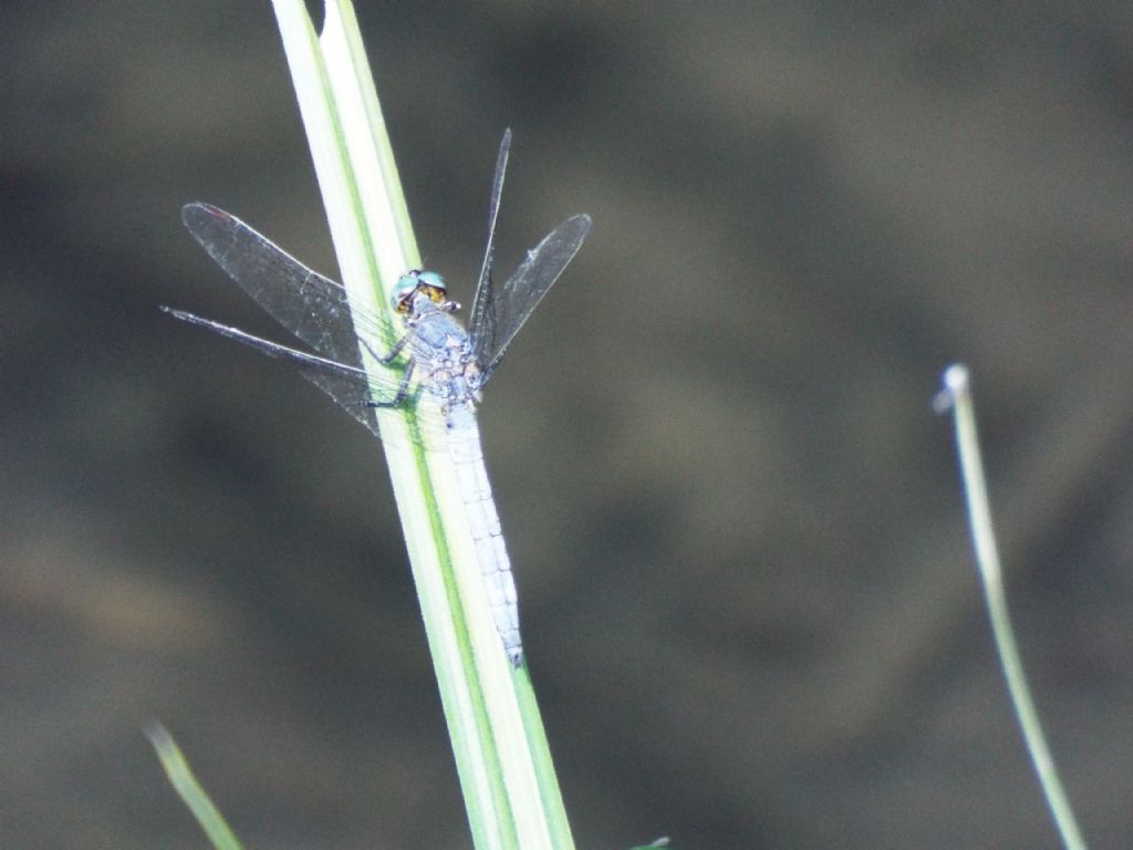 Orthetrum cancellatum, coerulescens e albistylum