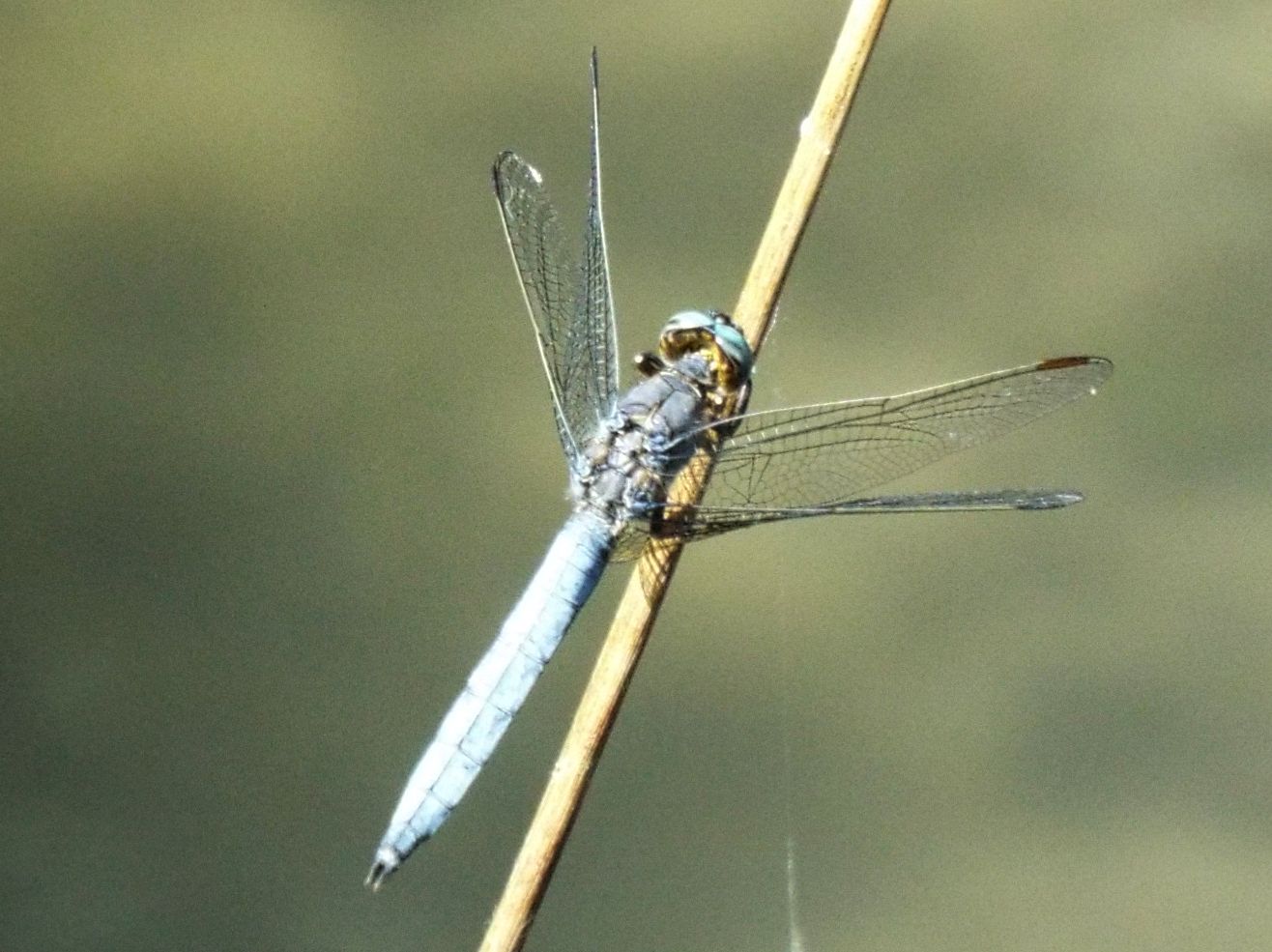 Orthetrum cancellatum, coerulescens e albistylum