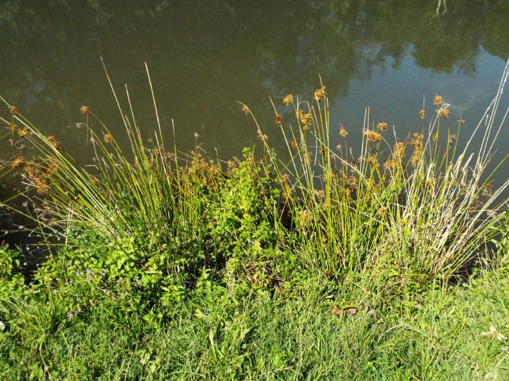 Juncus (acutus, maritimus,...) ?