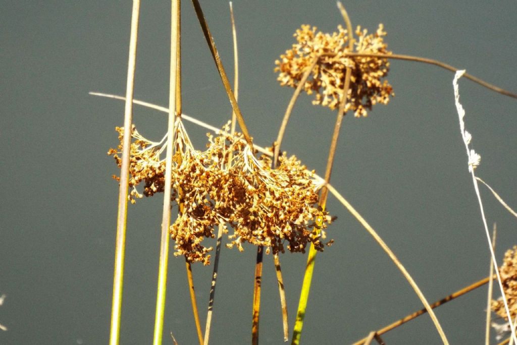 Juncus (acutus, maritimus,...) ?