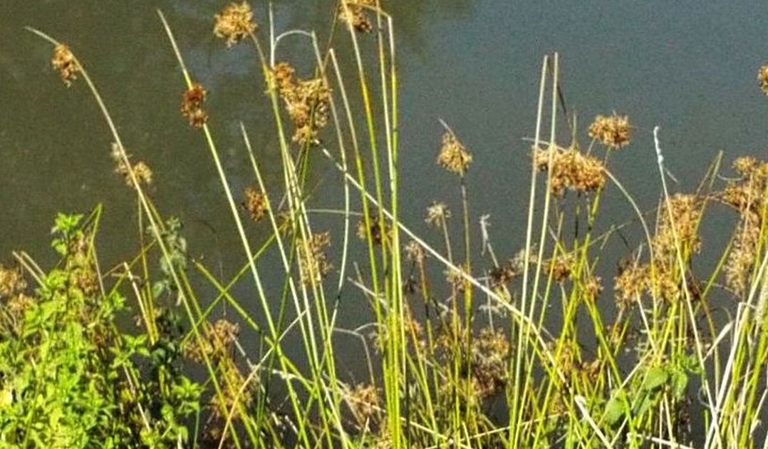 Juncus (acutus, maritimus,...) ?