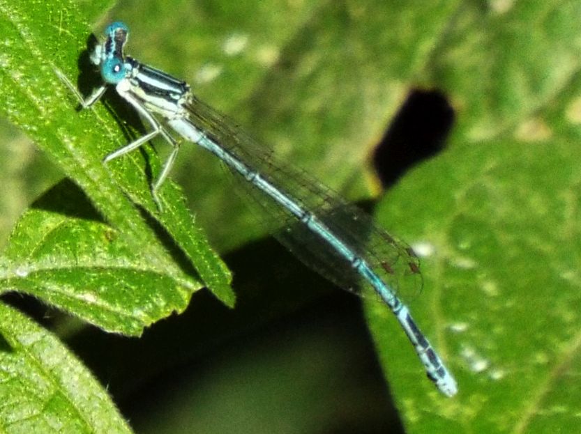 Platycnemis pennipes, maschio