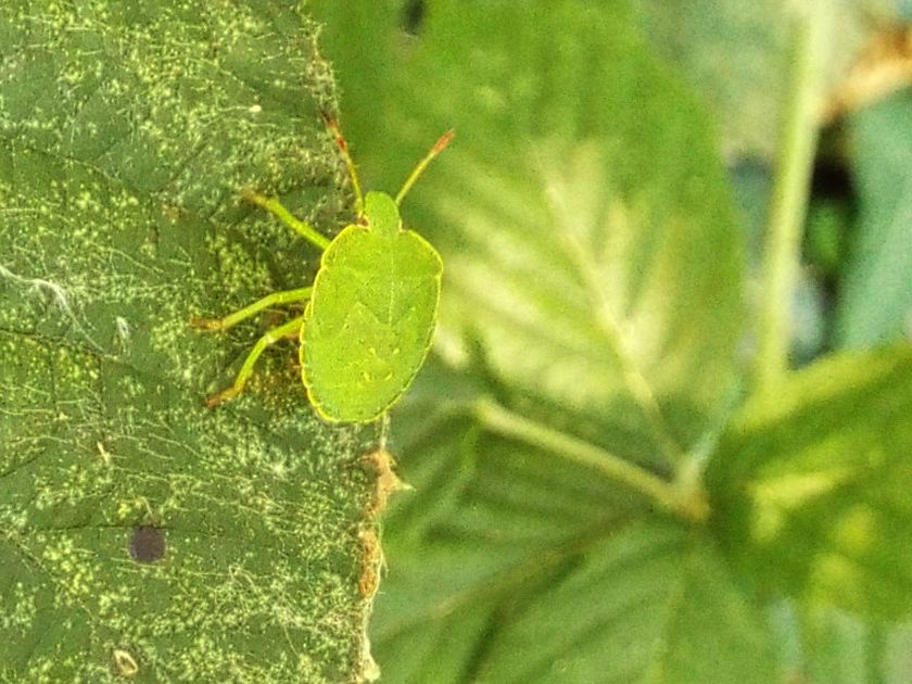 Ninfa di Palomena prasina (Pentatomidae)