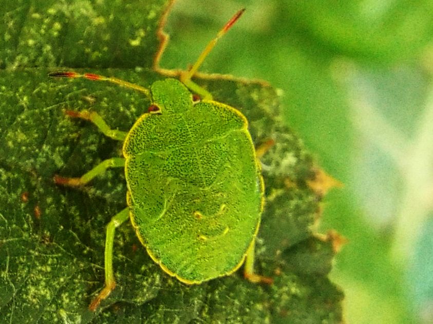 Ninfa di Palomena prasina (Pentatomidae)