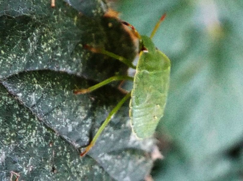 Ninfa di Palomena prasina (Pentatomidae)