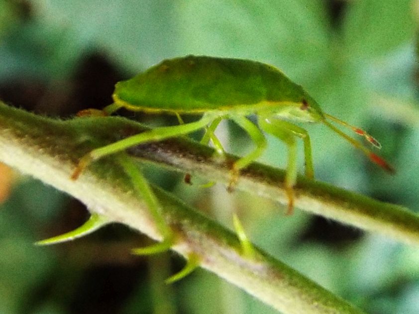 Ninfa di Palomena prasina (Pentatomidae)