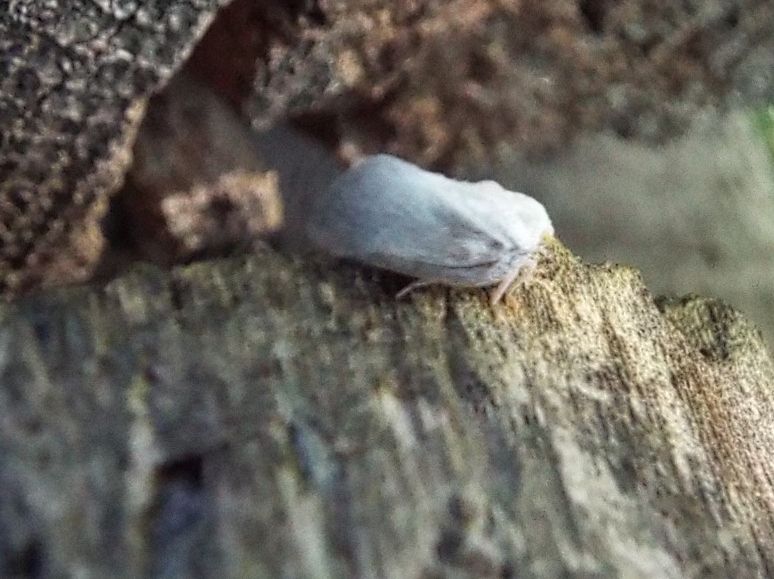 Cicadella...in pelliccia?  No!  Fulgoromorpha: Metcalfa pruinosa (Flatidae)