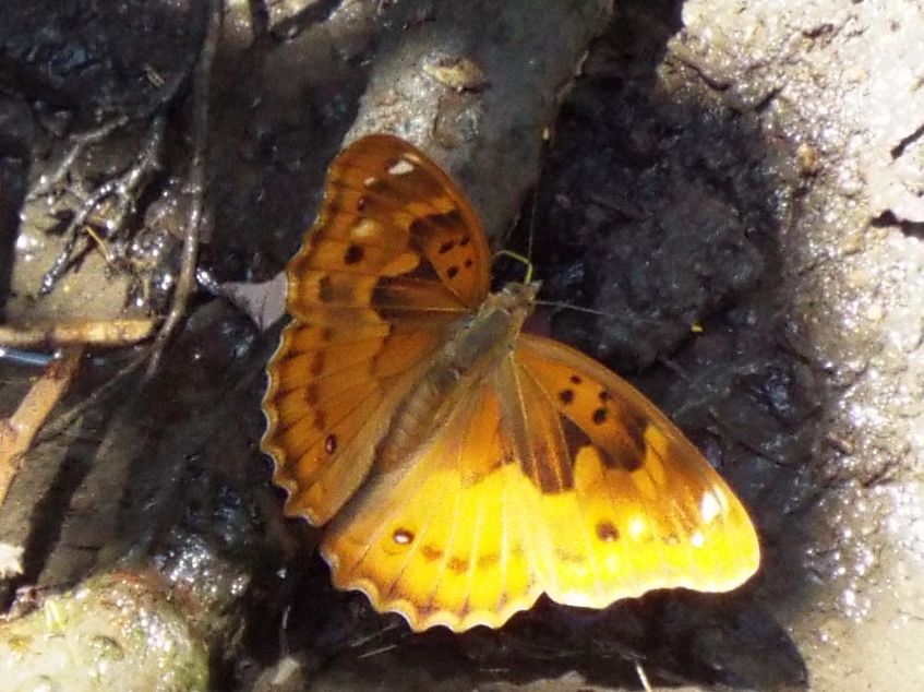 Apatura ilia,  femmina (Nymphalidae)