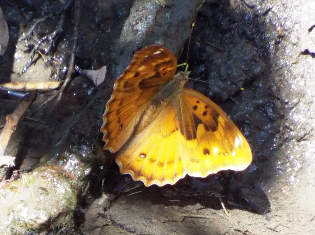 Apatura ilia,  femmina (Nymphalidae)