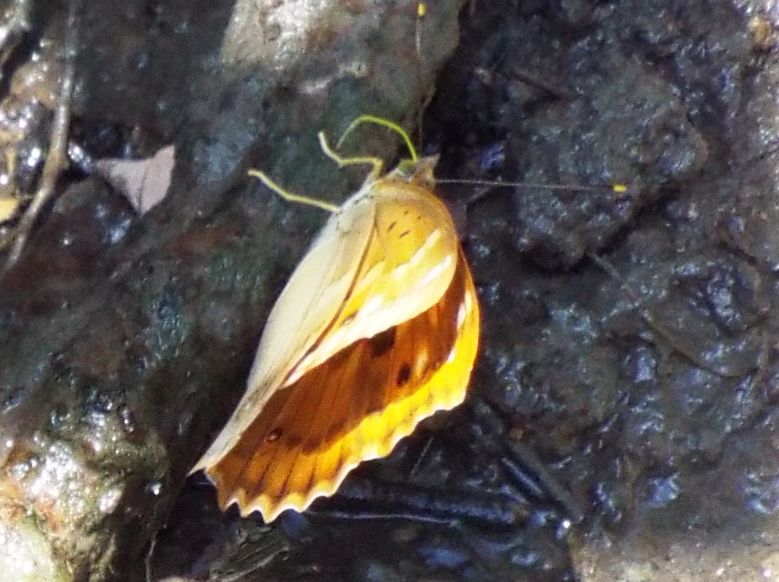 Apatura ilia,  femmina (Nymphalidae)