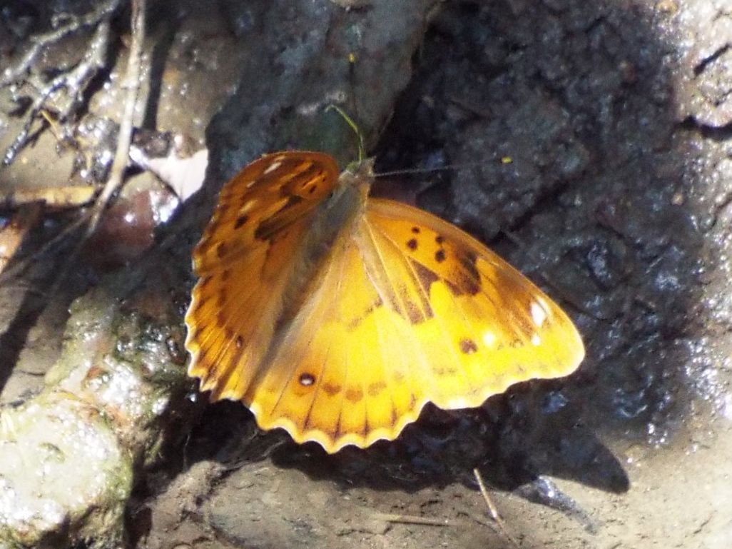 Apatura ilia,  femmina (Nymphalidae)