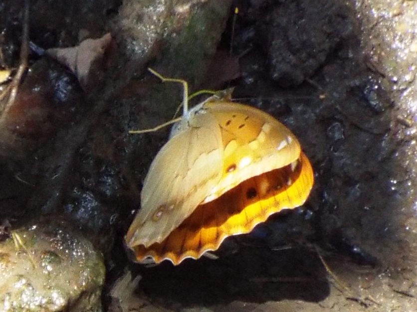 Apatura ilia,  femmina (Nymphalidae)