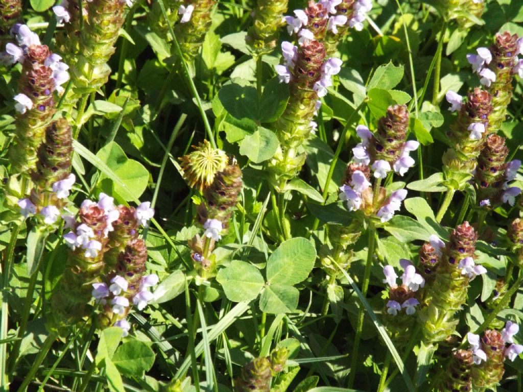 Prunella vulgaris (Lamiaceae)